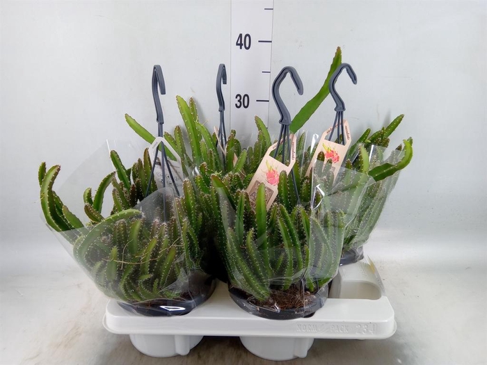 <h4>Hylocereus undatus</h4>