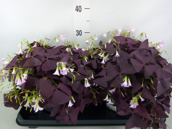 <h4>Oxalis trian. 'Mijke'</h4>
