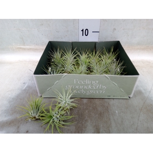 Tillandsia