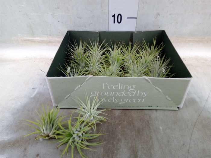 <h4>Tillandsia</h4>