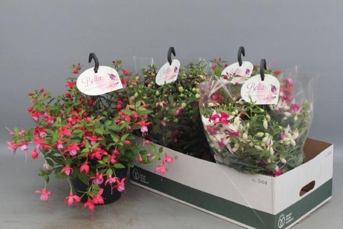 <h4>FUCHSIA B F HANG GEM</h4>