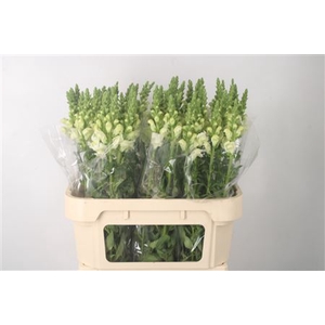Antirrhinum Nl. White Ivory Potomac X60 ( Small )