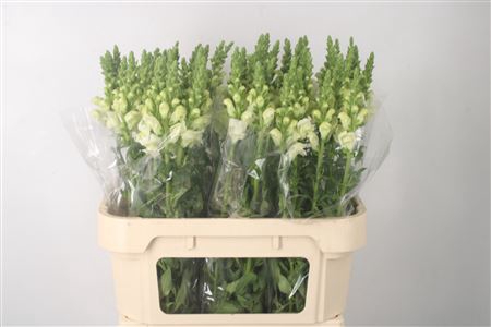 <h4>Antirrhinum Nl. White Ivory Potomac X60 ( Small )</h4>