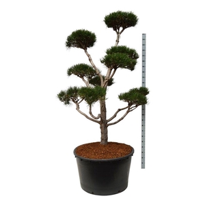 Pinus contorta