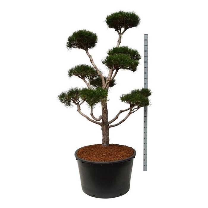 <h4>Pinus contorta</h4>