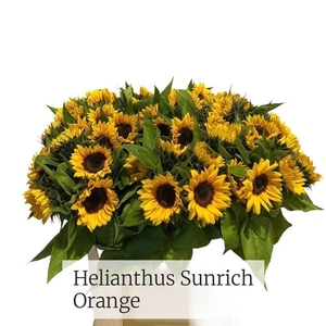 HELIANTHUS SUNRICH ORANGE