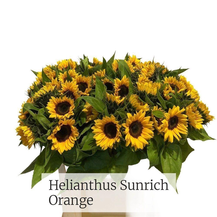 <h4>HELIANTHUS SUNRICH ORANGE</h4>