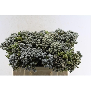 Kaaps Silver Brunia Blue