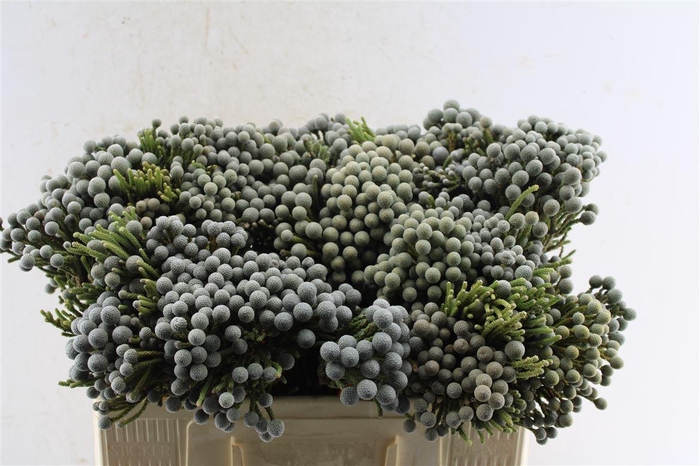 <h4>Kaaps Silver Brunia Blue</h4>
