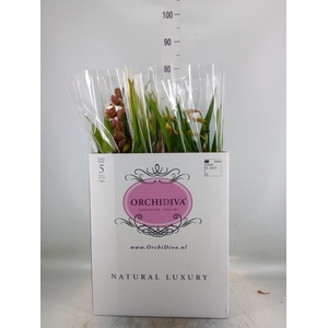 Cymbidium   ...mix