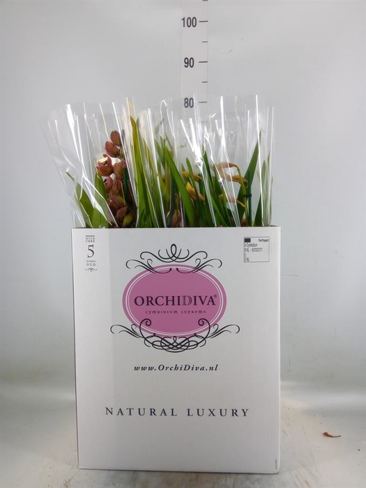 <h4>Cymbidium   ...mix</h4>
