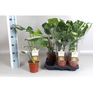 MONSTERA DEL THAI CO