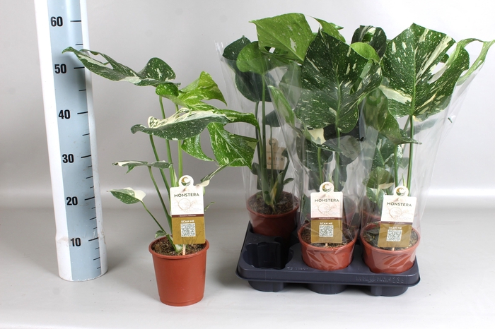 <h4>MONSTERA DEL THAI CO</h4>