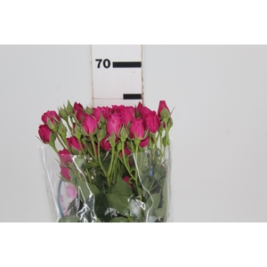 ROSA SPRAY HOT MAJOLIKA 060 CM