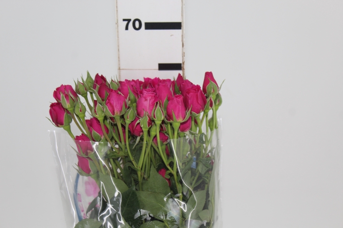 <h4>ROSA SPRAY HOT MAJOLIKA 060 CM</h4>