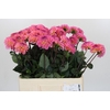 Dahlia Esli
