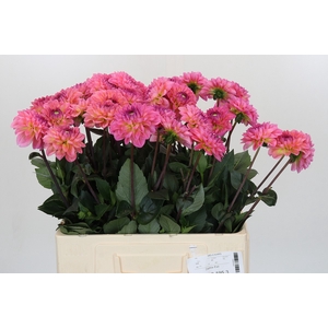 Dahlia Esli