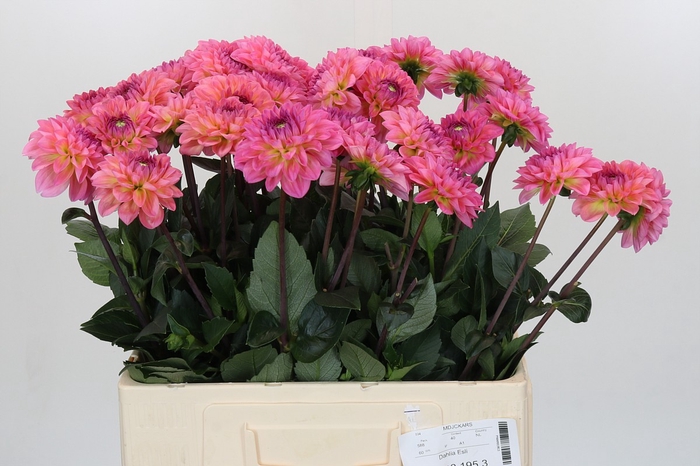 <h4>Dahlia Esli</h4>