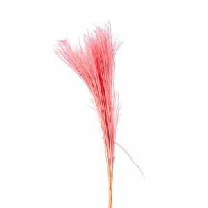 Dried Silvergrassl Cerise 5pc Bunch