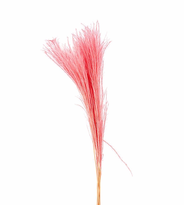 <h4>Dried Silvergrassl Cerise 5pc Bunch</h4>