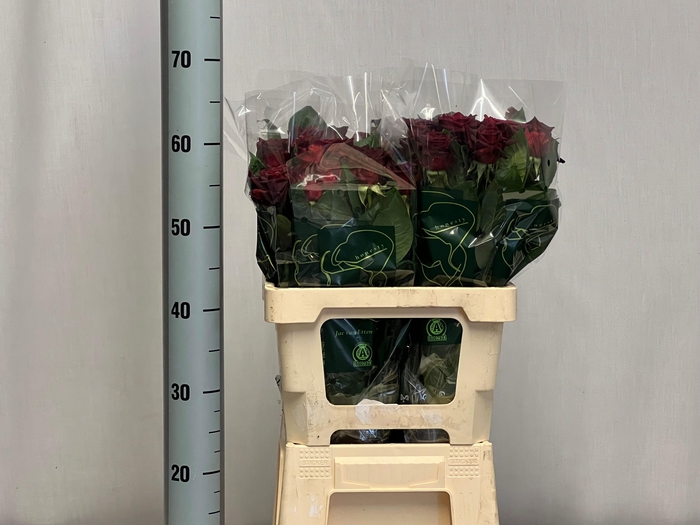 <h4>R GR BLACK BACCARA</h4>