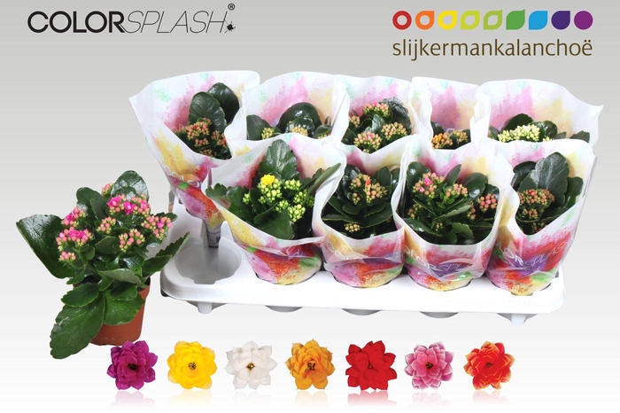 <h4>KAL GE GEM 7 KL</h4>