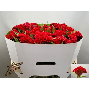 Celosia Smashing Freger