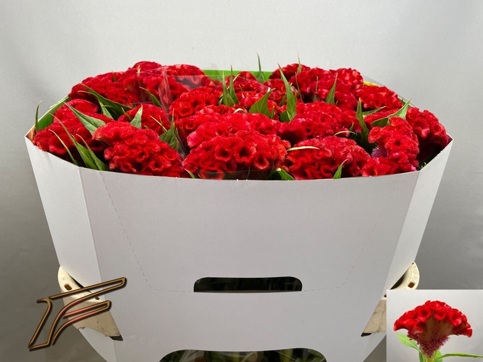 <h4>Celosia Smashing Freger</h4>