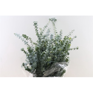 Euca Baby Blue 200gr P Bunch