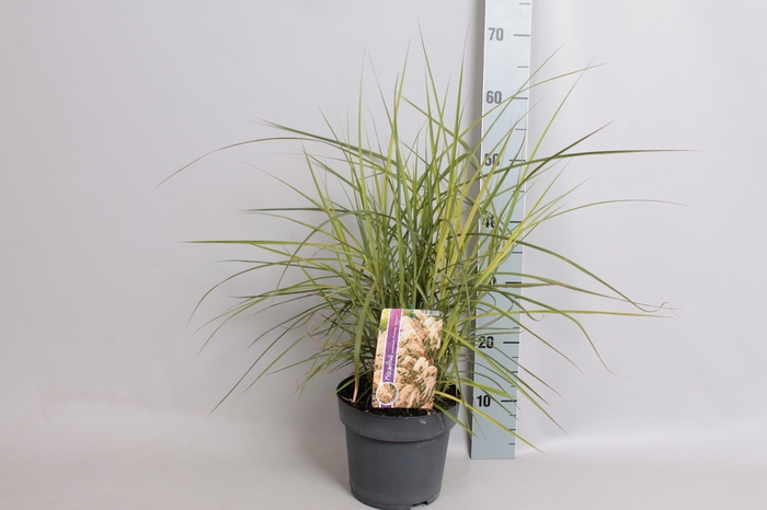 vaste planten 19 cm  Dianella Coolvista