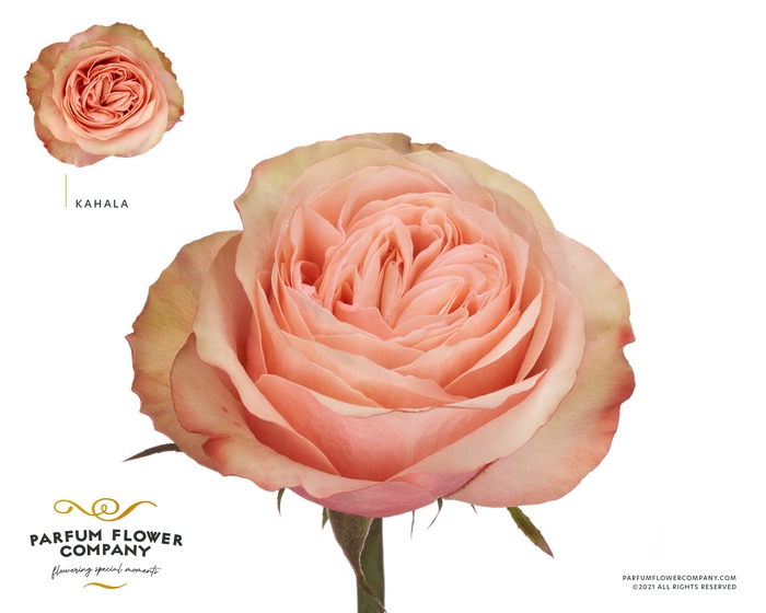 <h4>Rosa Garden Kahala</h4>