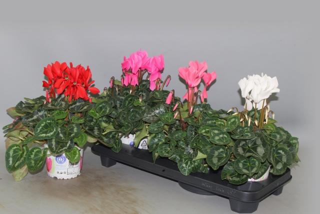 <h4>CYCL GR SUP XL</h4>