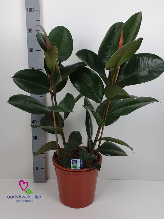 <h4>FIC EL ROBUSTA</h4>