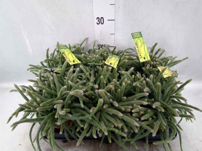 <h4>Rhipsalis baccifera subsp. horrida</h4>