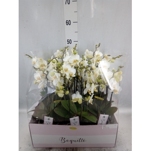 Phalaenopsis multi.   ...white