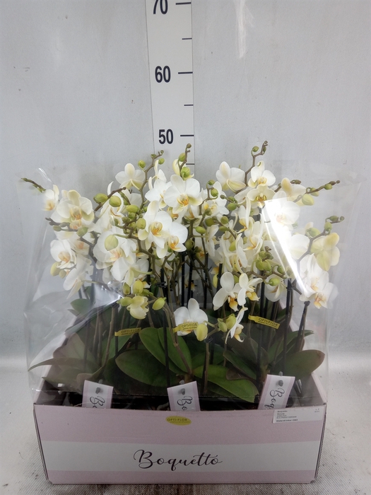 Phalaenopsis multi.   ...white