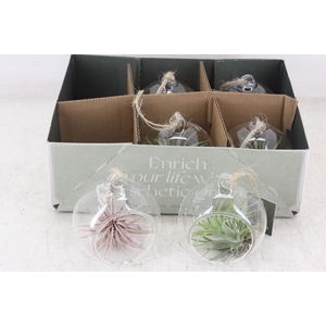 arr3 CP - Mini glas bol x6