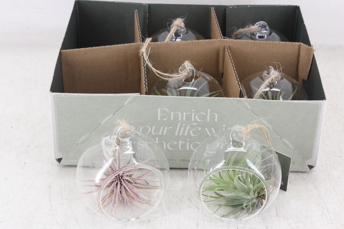 <h4>arr3 CP - Mini glas bol x6</h4>