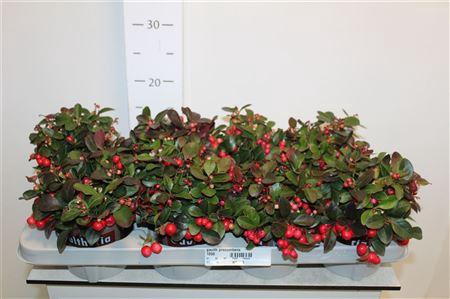 <h4>Gaulth Procumbens</h4>