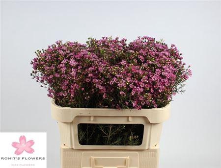 <h4>Chame Un Jupiter</h4>