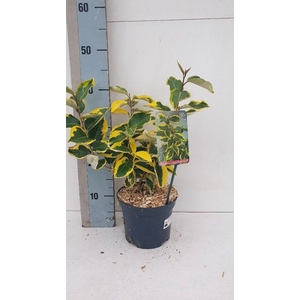 Elaeagnus x ebbingei 'Gilt Edge'