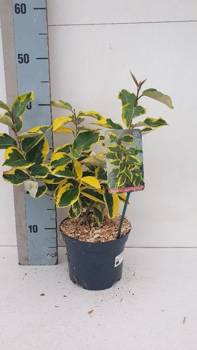 <h4>Elaeagnus x ebbingei 'Gilt Edge'</h4>