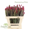 Paranomus Pink