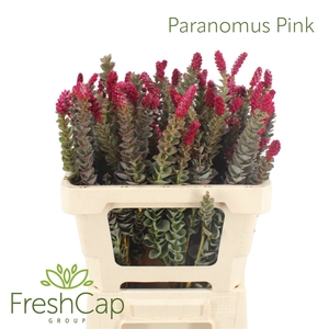 Paranomus Pink