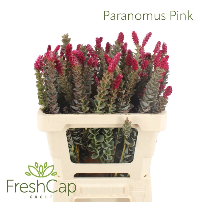 <h4>Paranomus Pink</h4>