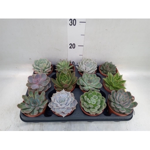 Echeveria   ...mix