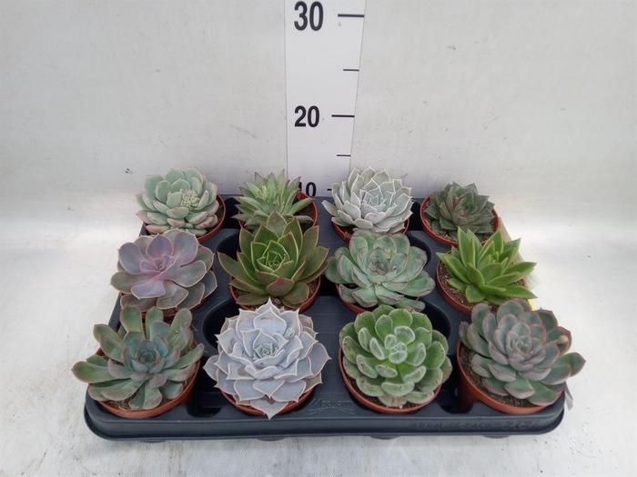 <h4>Echeveria ...mix</h4>