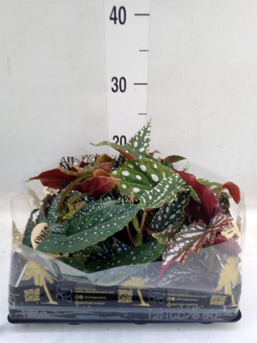 <h4>Begonia BD   ...</h4>