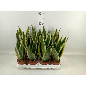 Sansevieria trifa.   ...