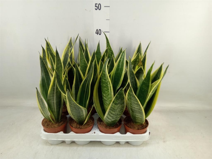 <h4>Sansevieria trifa.   ...</h4>